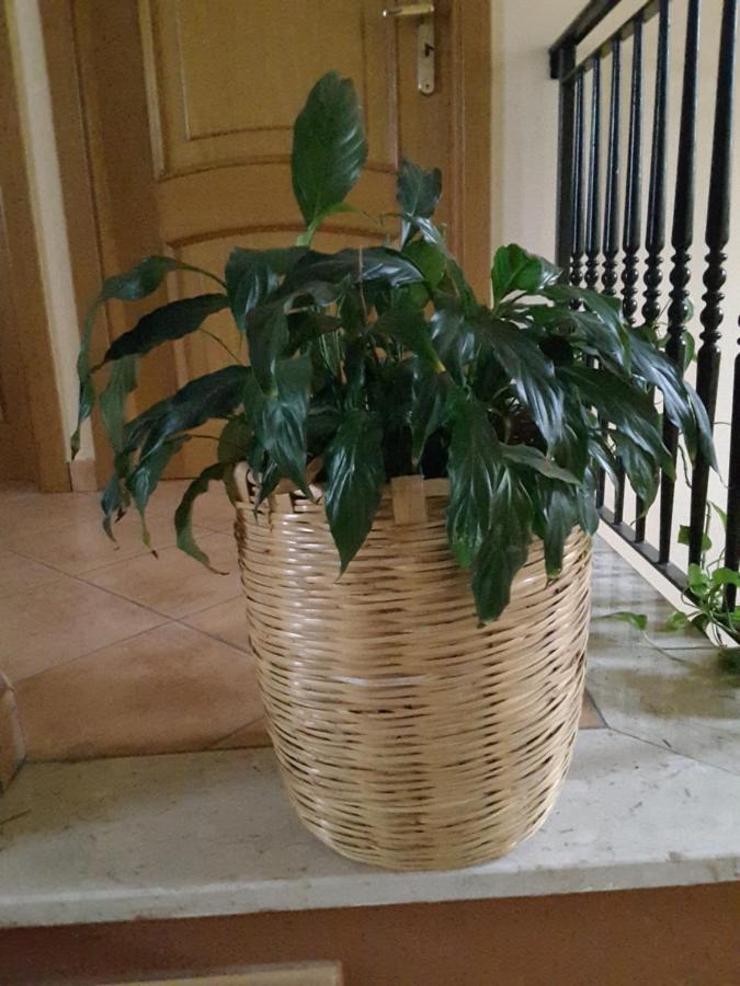 Mansarda Fiorita Bed & Breakfast Abatemarco Екстериор снимка
